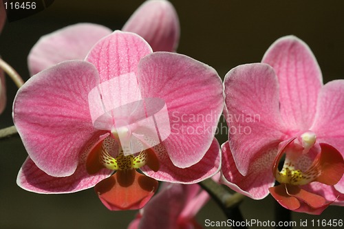 Image of Orchid