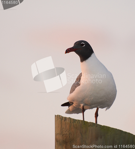 Image of Laughing Gull