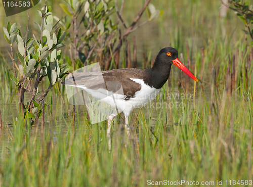 Image of American Oystercatcher in green marsh grass