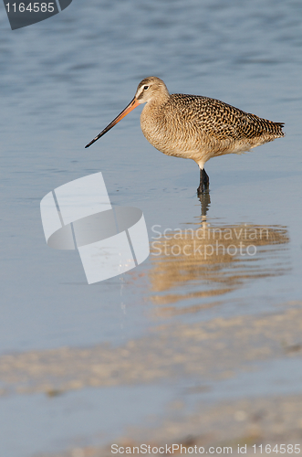 Image of Marbled Godwit in blue water