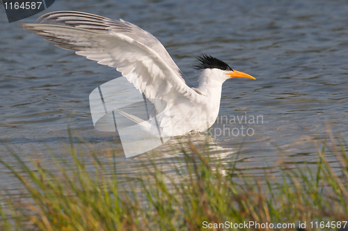 Image of Royal Tern taking a bath