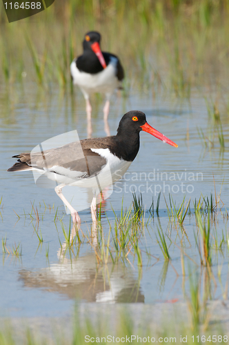 Image of American Oystercatcher in blue water