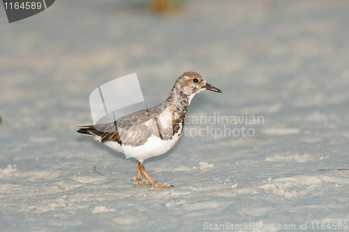 Image of Black-bellied Plover