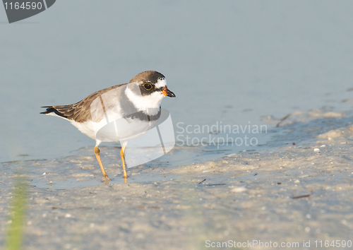 Image of Semipalmated Plover