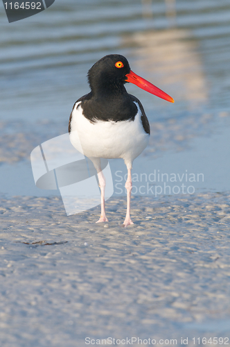 Image of American Oystercatcher on gray beach sand
