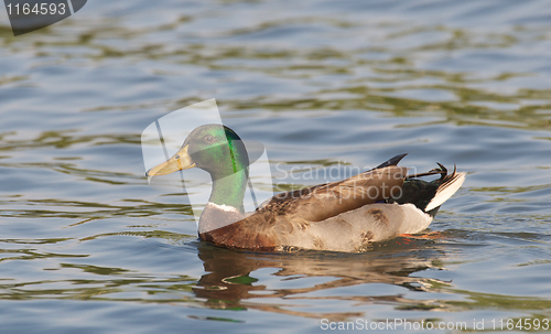 Image of Male Mallard, Anas platyrhynchos, duck