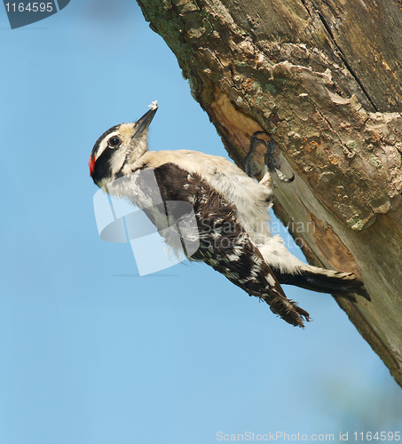 Image of Downy Woodpecker, Eudocimus albus