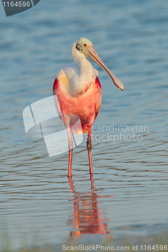 Image of Rosette Spoonbill in shallow blue water 