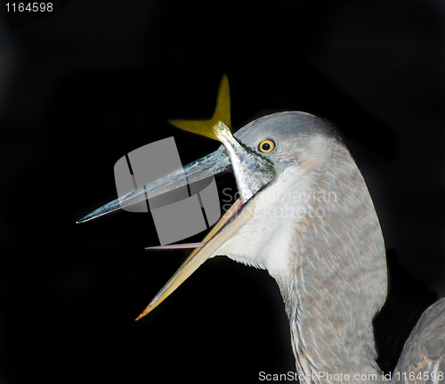 Image of Great Blue Heron eating a fish