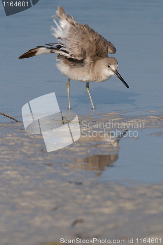 Image of Eastern Willet stretching wings 