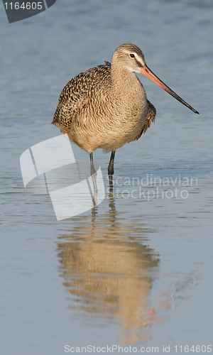 Image of Marbled Godwit in blue water