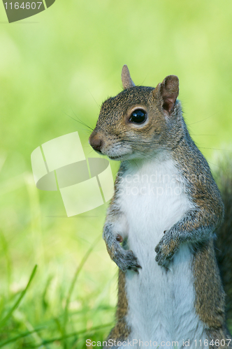 Image of Eastern Gray Squirrel, Sciurus carolinensis, portrait