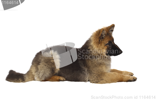 Image of puppy of german shepard