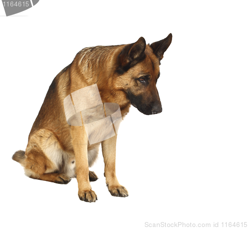 Image of german shepard portrait