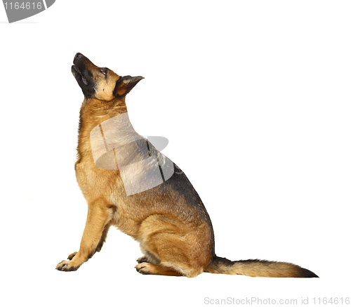 Image of german shepard on white