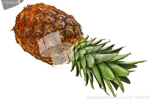 Image of pineapple background