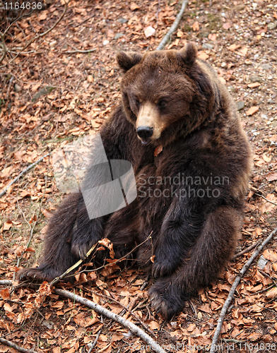 Image of brown bear portrait