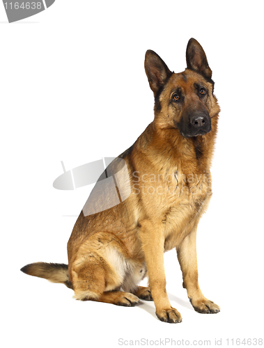 Image of german shepard on white