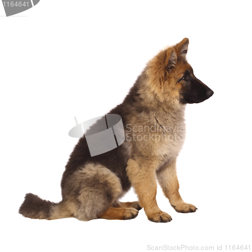 Image of puppy of german shepard