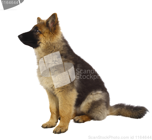 Image of puppy of german shepard dog