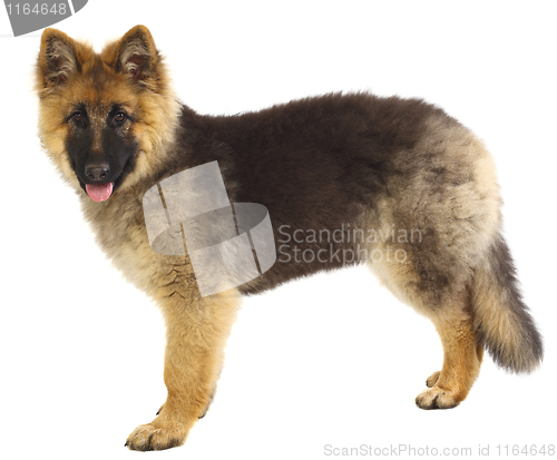 Image of german shepard puppy on white