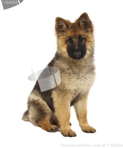 Image of puppy of german shepard