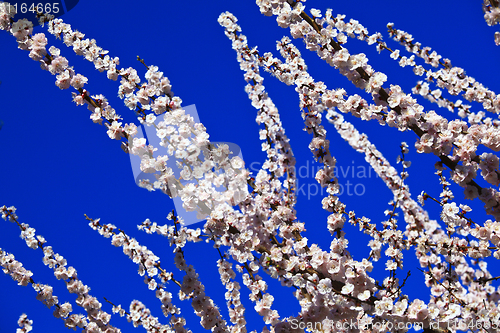 Image of cherry blossom branch