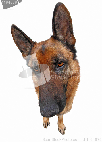 Image of isolated funny dog