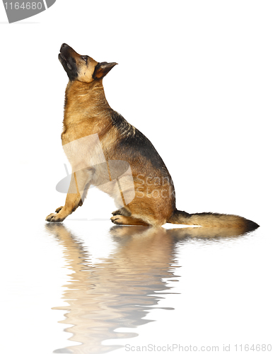 Image of german shepard on white