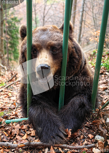 Image of brown bear in a cage