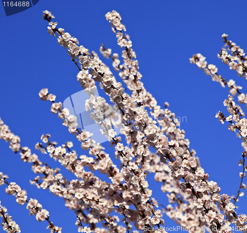 Image of cherry blossom branch