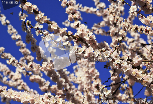 Image of cherry blossom background