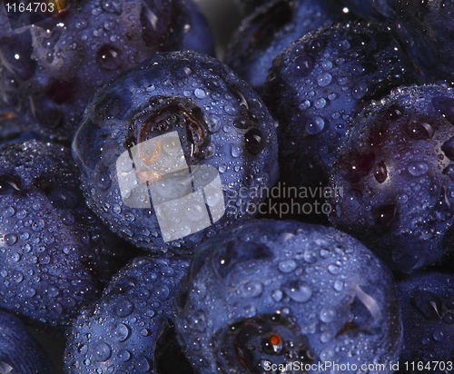 Image of blueberry background