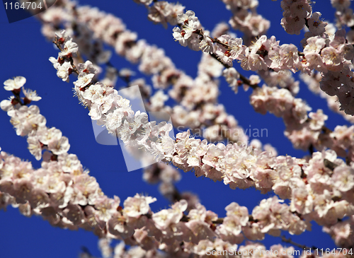 Image of cherry blossom background