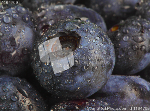 Image of wet blueberry datail