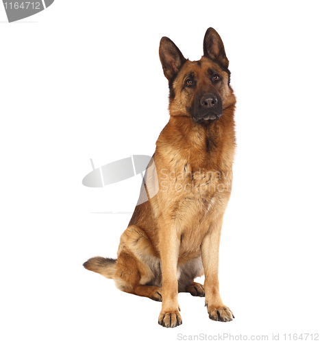 Image of german shepard portrait