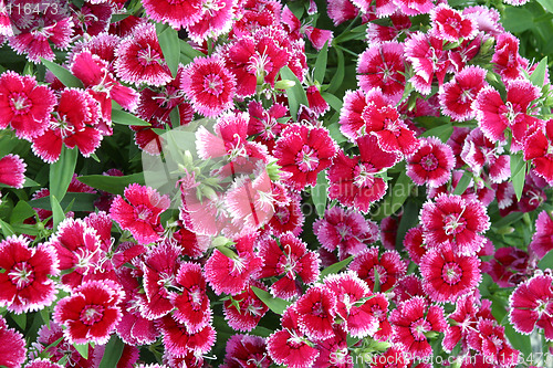 Image of red flowers