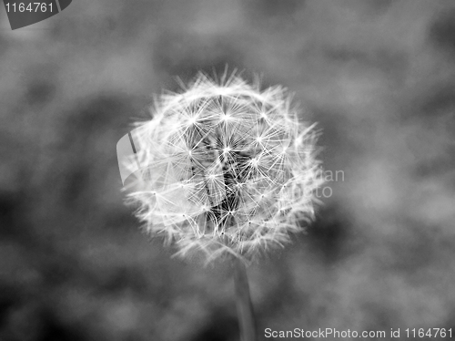 Image of Dandelion