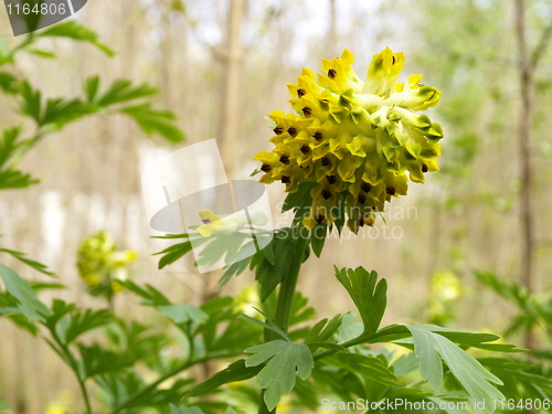 Image of yellow flower