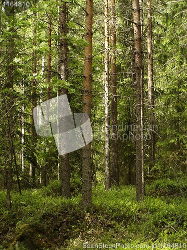 Image of conifers forest