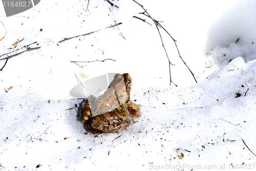 Image of Old frog isolated on the snow in spring
