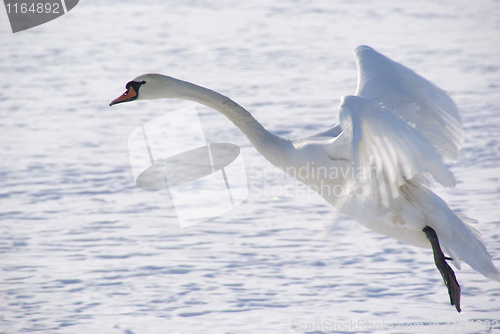 Image of White swan 