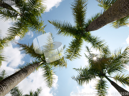 Image of Coconut trees