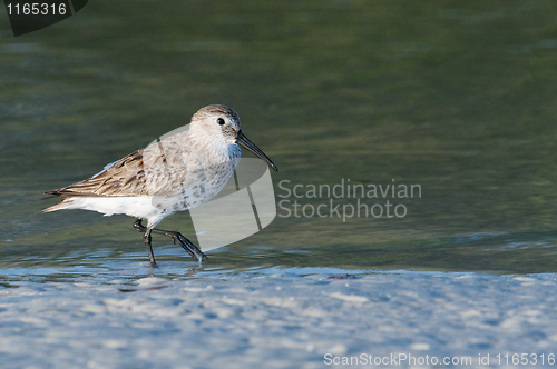 Image of Least Sandpiper in shallow water 