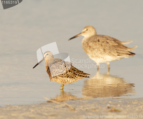 Image of Red Knot in breeding plumage
