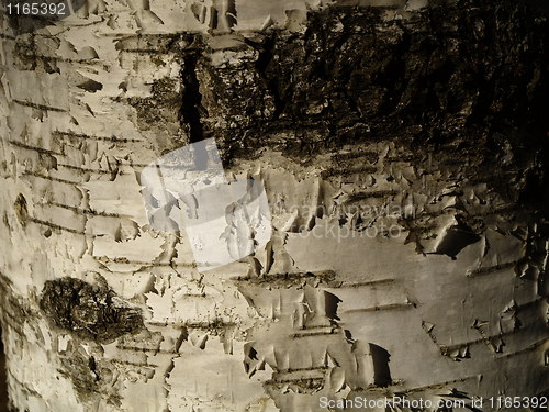 Image of birch bark