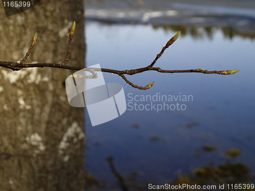 Image of sprouts next to lake