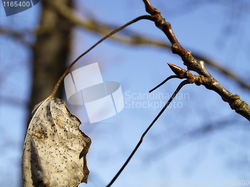 Image of Autumn or Spring