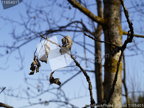 Image of Autumn or Spring