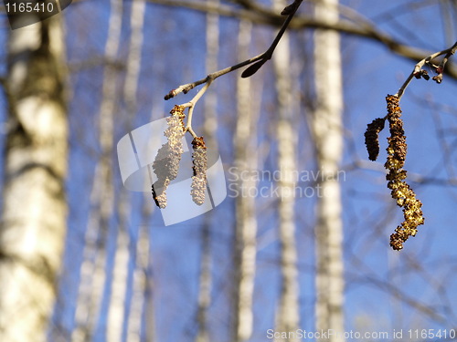 Image of alder catkin